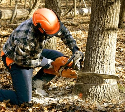 Tree Removal in Woodruff, WI